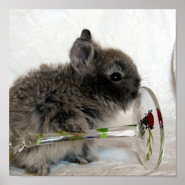 Lionhead Bunny and Wineglass Poster (Front)