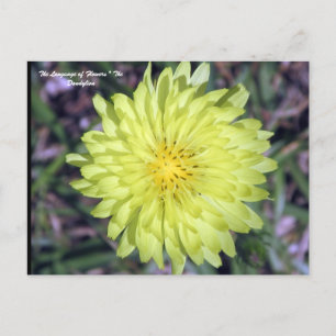 LionHead Dandy Lion Flower Floriography Postcard