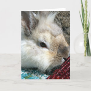 Lionhead Rabbit and Indian Corn Card