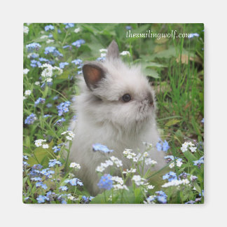 Lionhead Rabbit Magnet