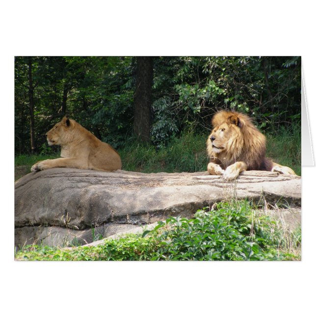 Lions (Front Horizontal)