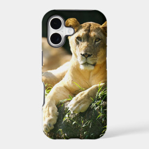 Lions