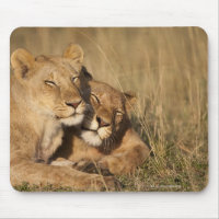 Lions | Africa, Kenya, Masai Mara Game Reserve