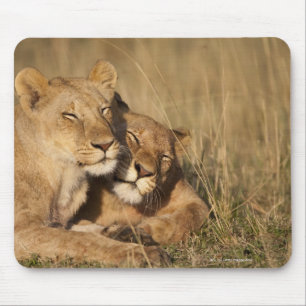 Lions   Africa, Kenya, Masai Mara Game Reserve Mouse Pad