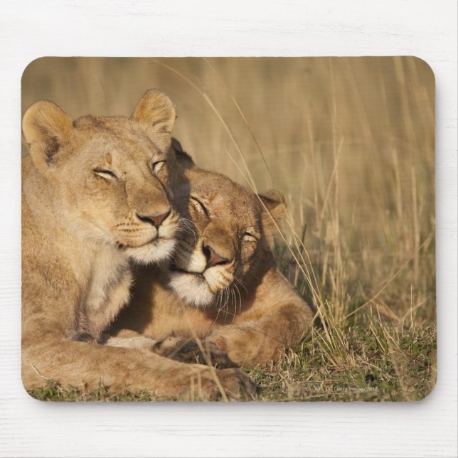 Lions | Africa, Kenya, Masai Mara Game Reserve Mouse Pad (Front)