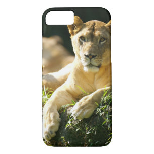 Lions iPhone 8/7 Case