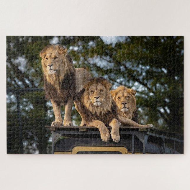 Lions chilling on top of safari car jigsaw puzzle (Horizontal)