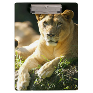 Lions Clipboard