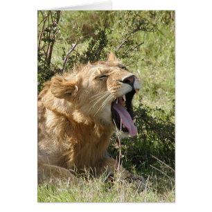 (Lions Clubs) Lion yawning - Masai Mara