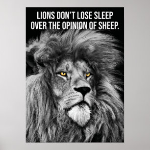 Lions Don't Lose Sleep Over Opinions Of Sheep Poster