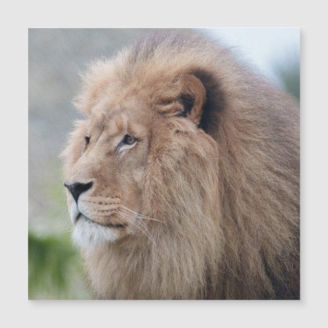 Lion's Embrace (Front)