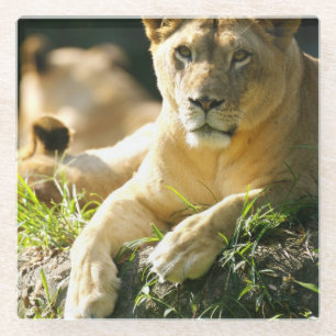 Lions Glass Coaster