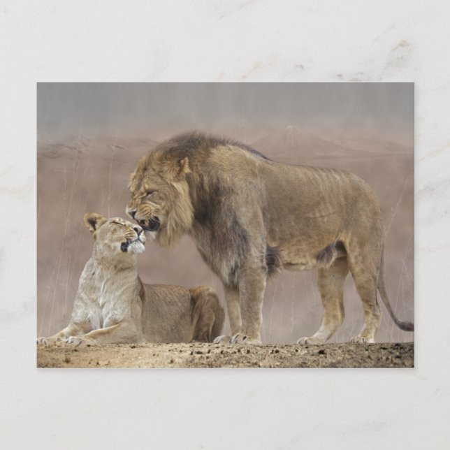 Lions in Love Postcard (Front)