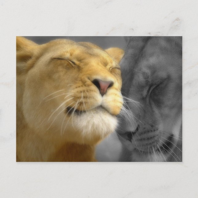 Lions in Love Postcard (Front)