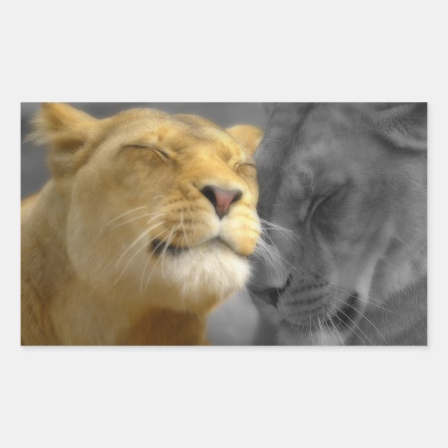 Lions in Love Rectangular Sticker (Front)