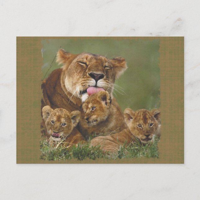 Lions in the Wild Gifts and Tees Postcard (Front)