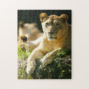 Lions Jigsaw Puzzle