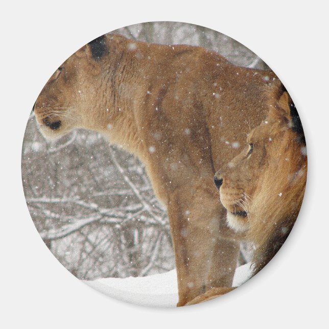 Lions Magnet (Front)