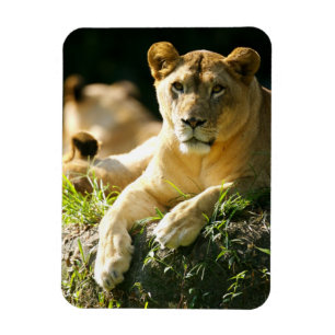 Lions Magnet