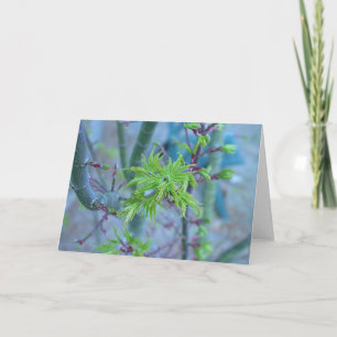 Lion's Mane Japanese Maple Card