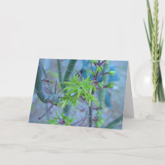 Lion's Mane Japanese Maple Card