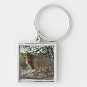 lions mating, Panthera leo, Kgalagadi Key Ring