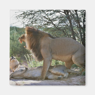 lions mating, Panthera leo, Kgalagadi Magnet