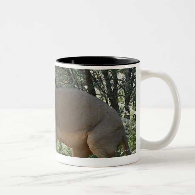 lions mating, Panthera leo, Kgalagadi Two-Tone Coffee Mug (Right)