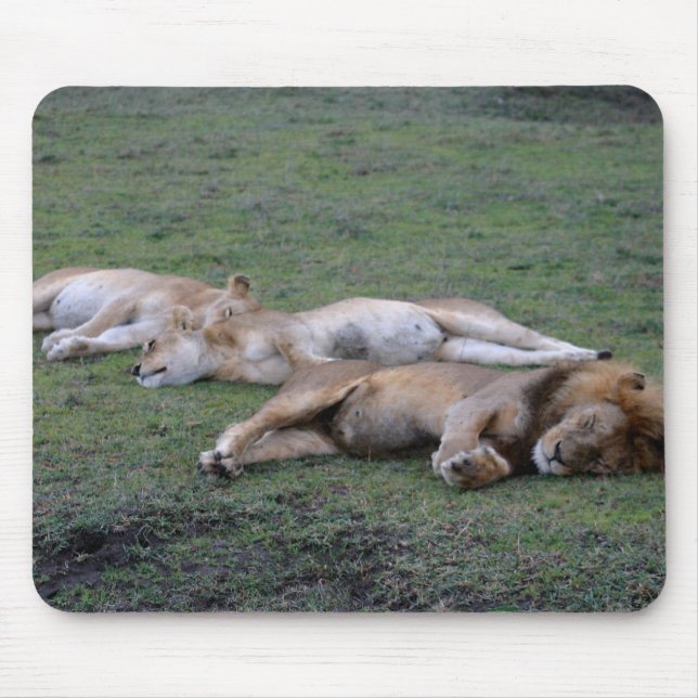 Lions Napping - Mousepad (Front)