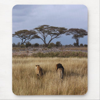 Lions on a plain Africa Mouse Pad