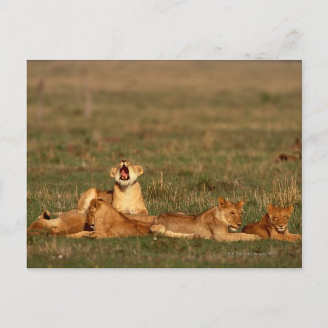 Lions on a savanna postcard (Front)