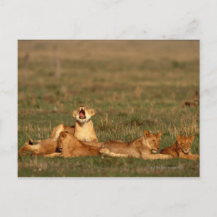 Lions on a savanna postcard
