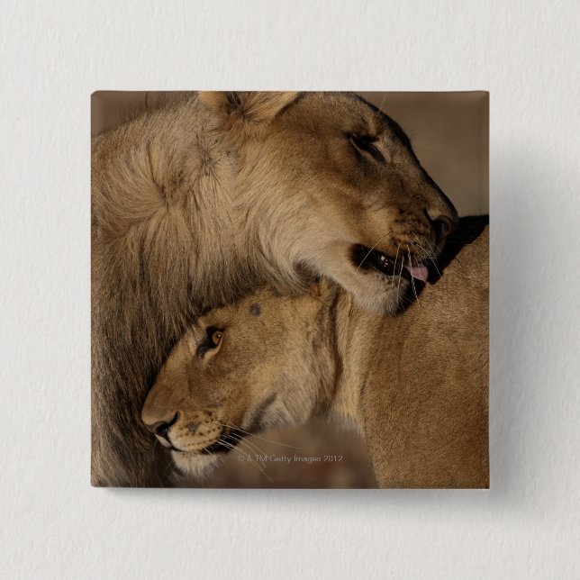 Lions (Panthera leo) 15 Cm Square Badge (Front)