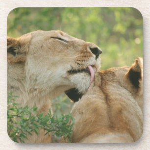Lions, Panthera leo grooming, South Africa Coaster