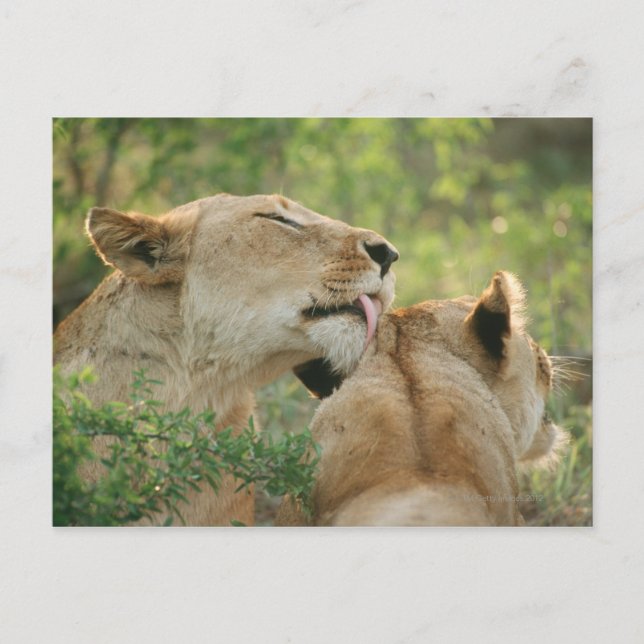 Lions, Panthera leo grooming, South Africa Postcard (Front)