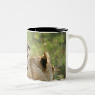 Lions, Panthera leo grooming, South Africa Two-Tone Coffee Mug