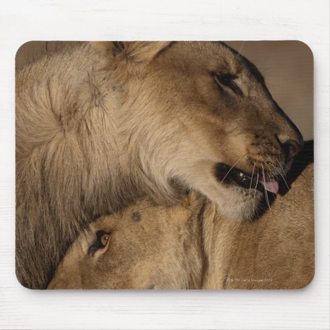 Lions (Panthera leo) pair bonding, Skeleton Mouse Pad (Front)