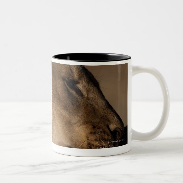 Lions (Panthera leo) pair bonding, Skeleton Two-Tone Coffee Mug (Right)