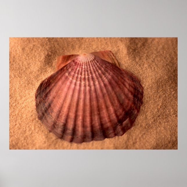 Lions Paw Poster (Front)