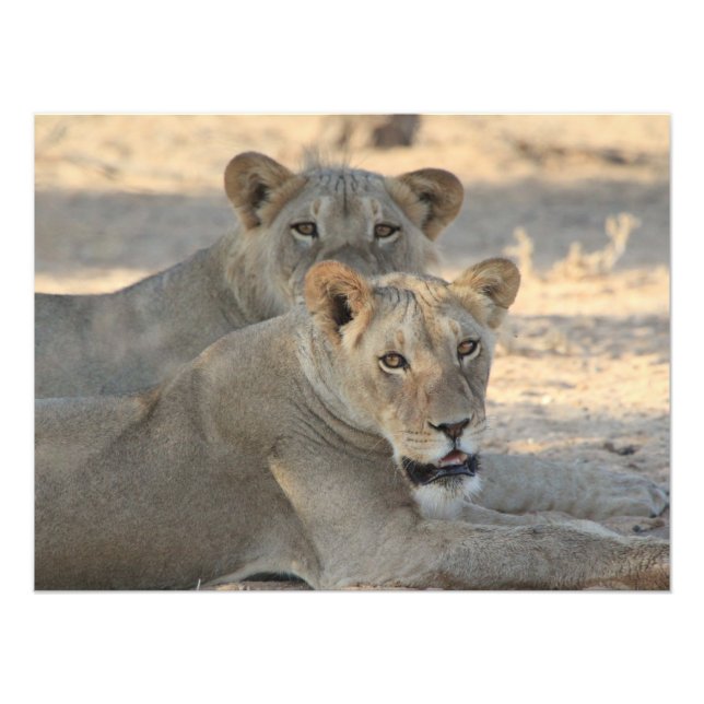 Lions Photo Print (Front)