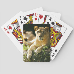 Lions Playing Cards