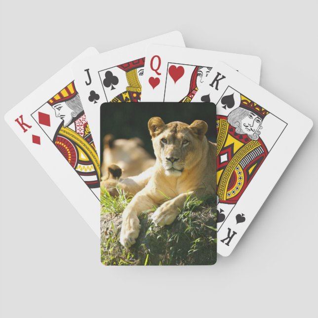 Lions Playing Cards (Back)