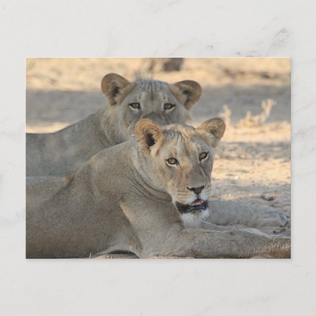 Lions Postcard (Front)