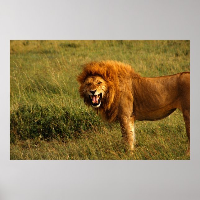 Lions poster (Front)