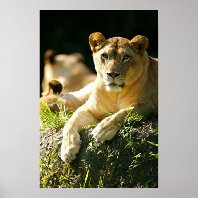 Lions Poster (Front)