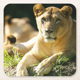 Lions Square Paper Coaster