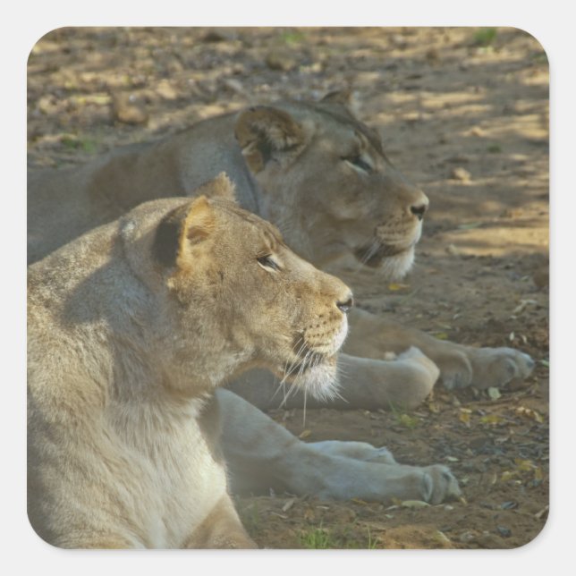 Lions Sticker (Front)