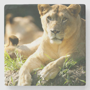 Lions Stone Coaster
