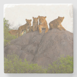 Lions Viewing the Scene From There Rock Perch Stone Coaster