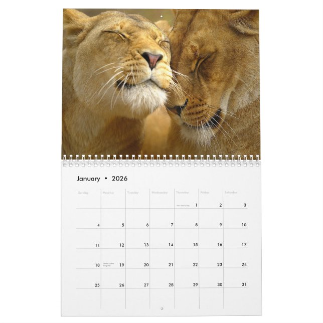 Lions Wall Calendar (Jan 2026)